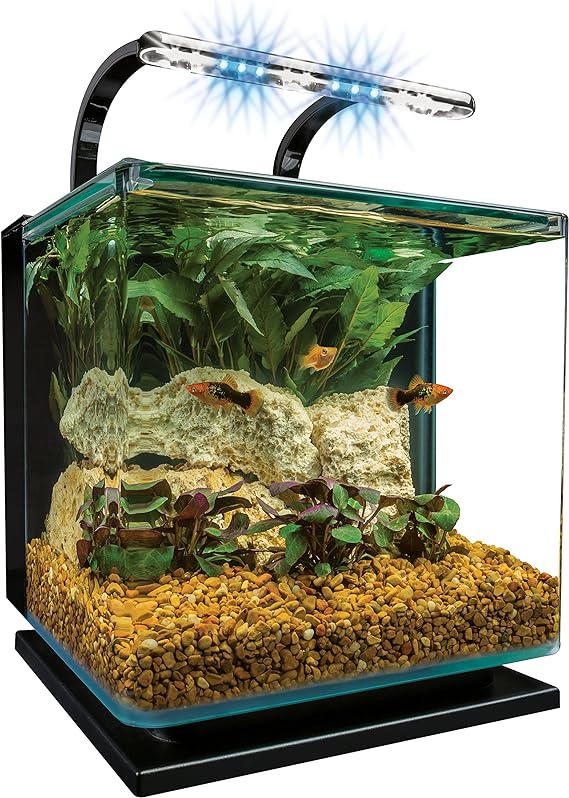 Image of Betta Fish Tank