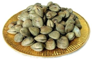 clams znd mussels one of the Best Saltwater Fishing Bait