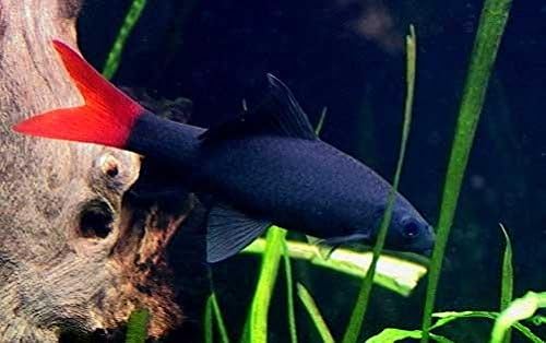 Image of Redtail Catfish Fish