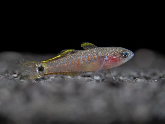 Image of  Peacock Gudgeon Fish