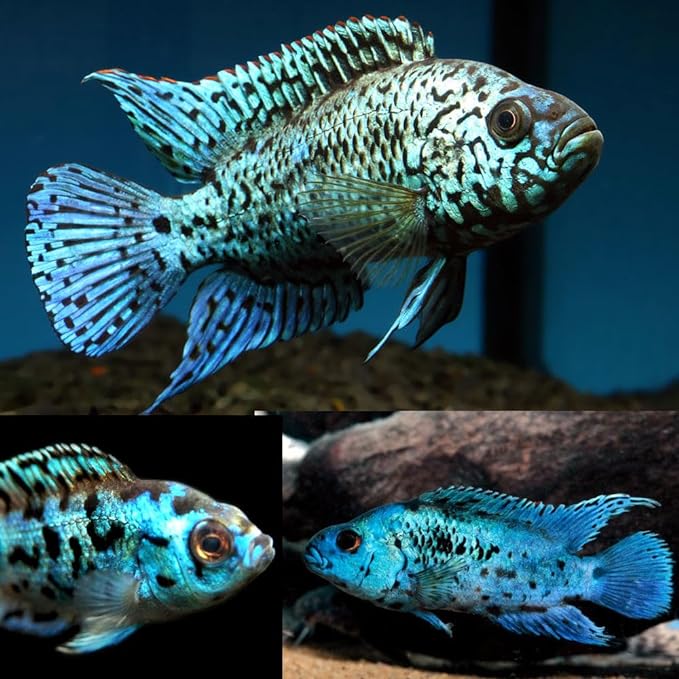 Image of Electric Blue Acara Fish