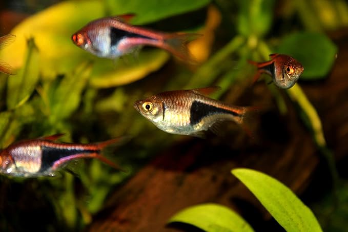 Image of Harlequin Rasbora Fish