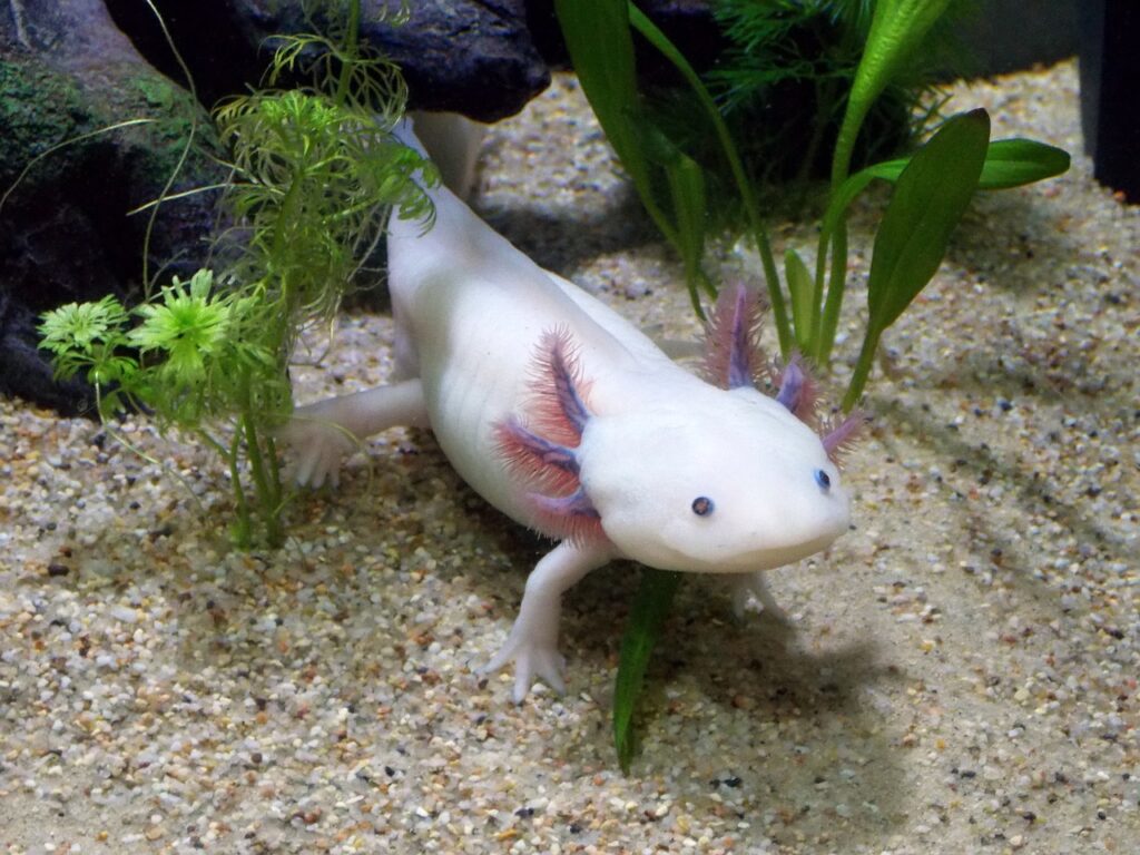 Image of Axolotl Fish